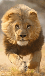 Gif animé lion mouvement
